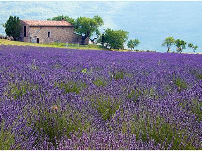 loccitane sivka