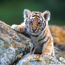 tiger