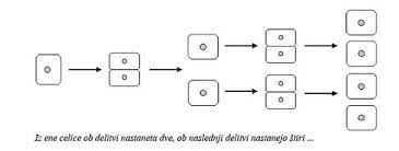Delitev celic