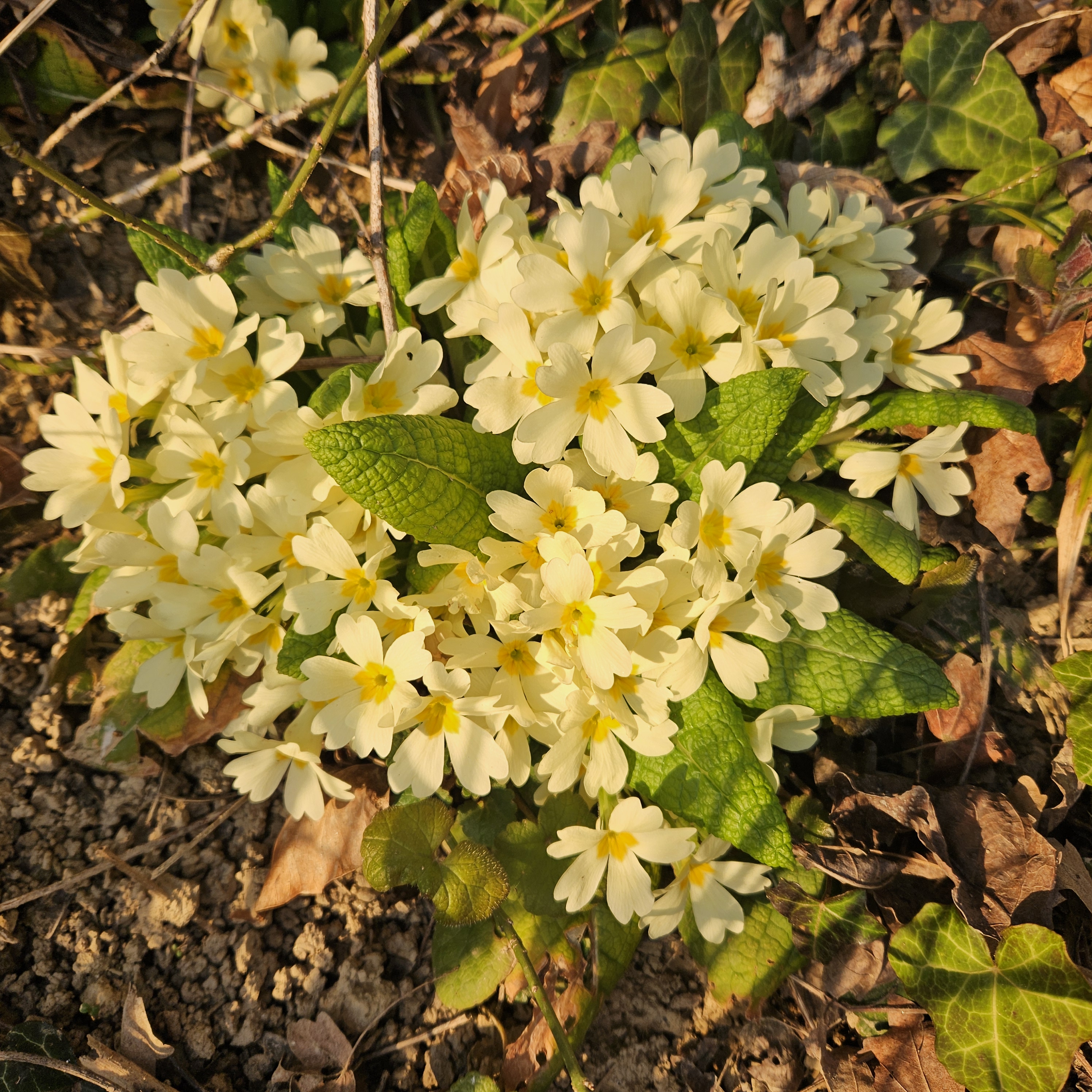Navadna trobentica